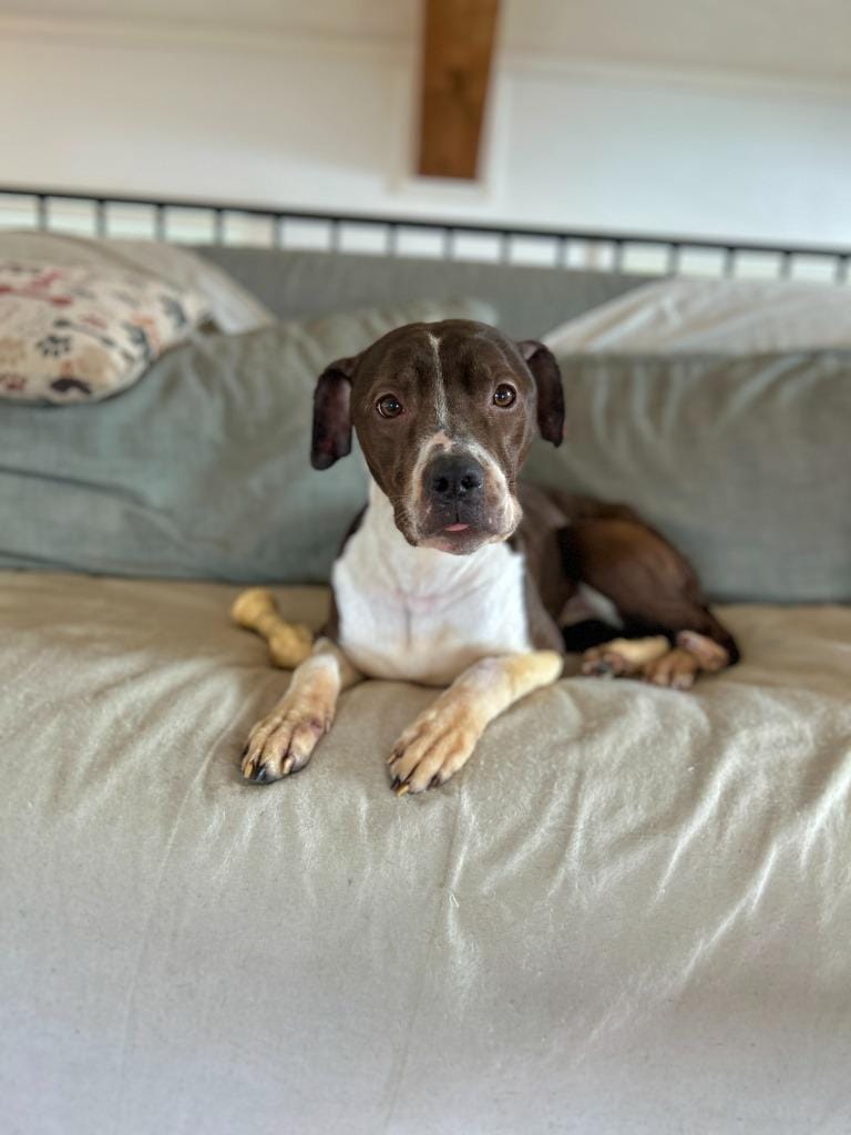 Mocha
