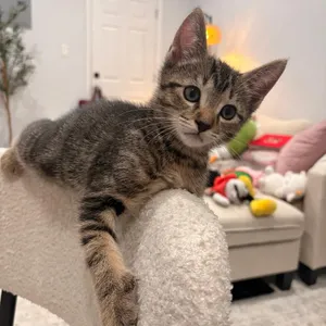 Coco