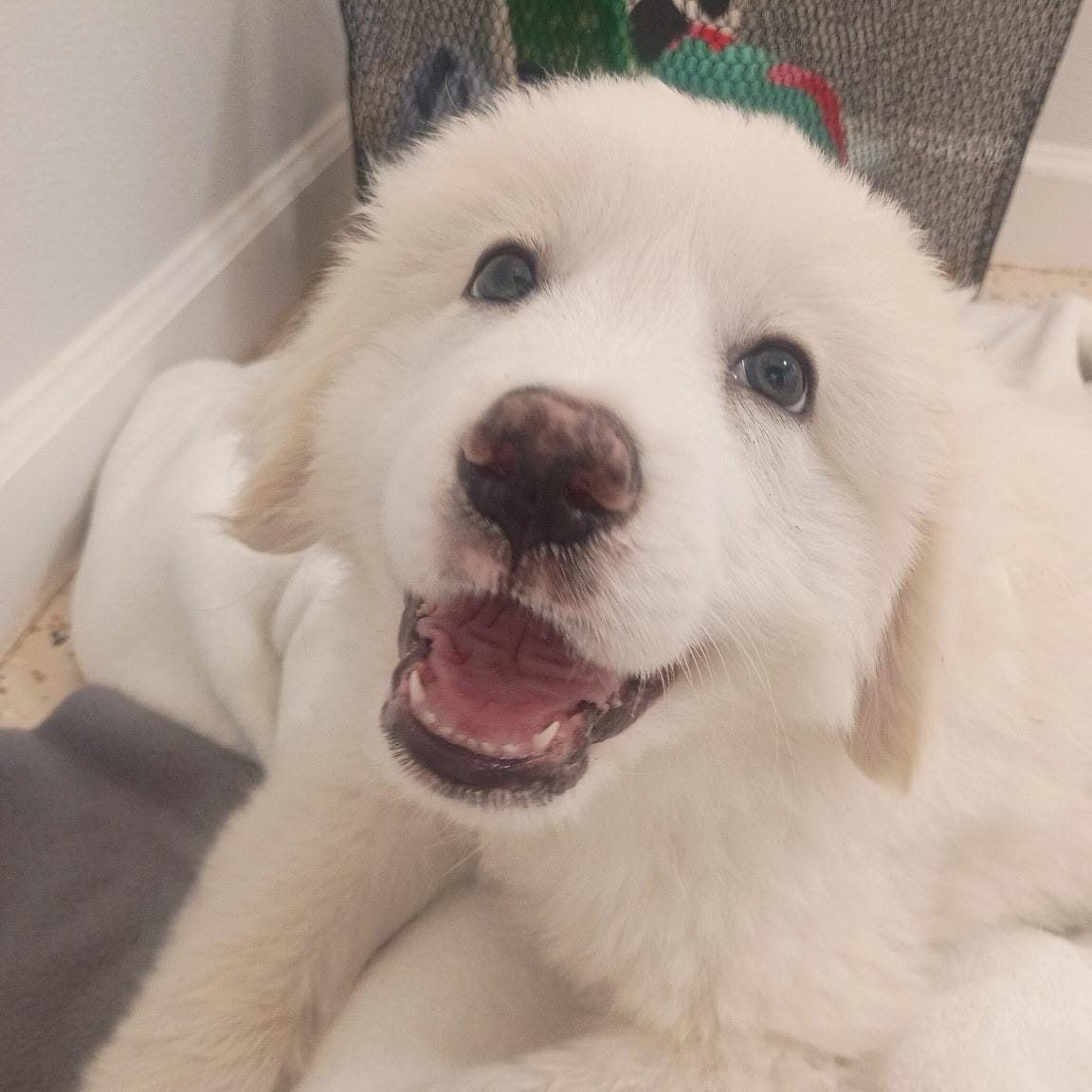 Skipper - Yo Matey I'm your pup