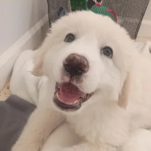 Skipper - Yo Matey I'm your pup