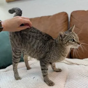 Buttercup Alvin