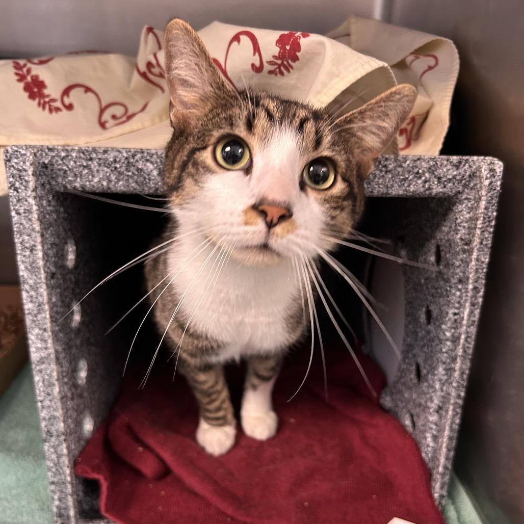 Toby