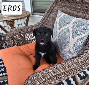 Eros