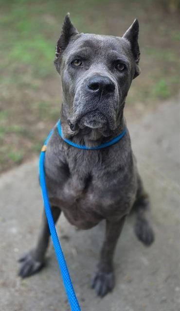 OTIS