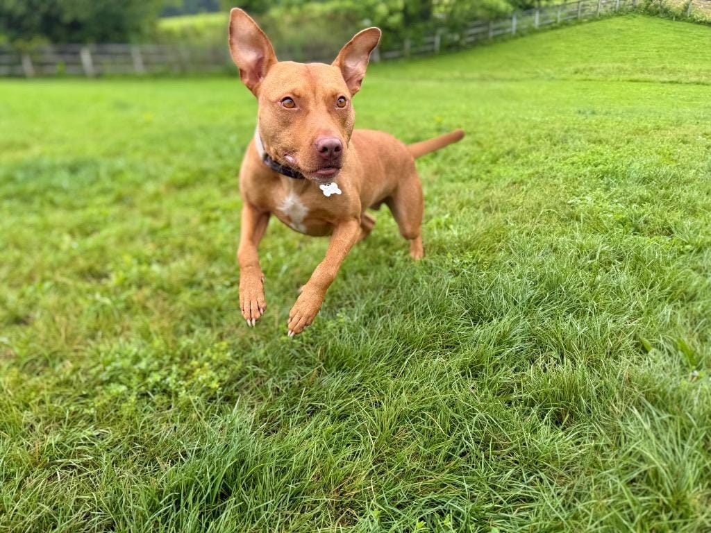 Penny