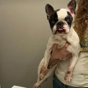 Maude