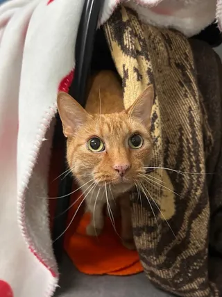 Riff