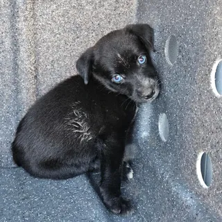 Deacon