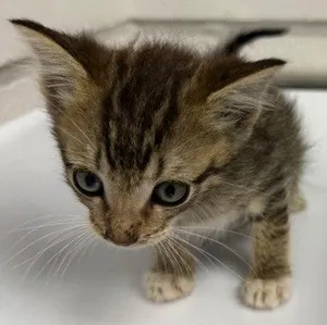 Luke (bonded with Nancy)