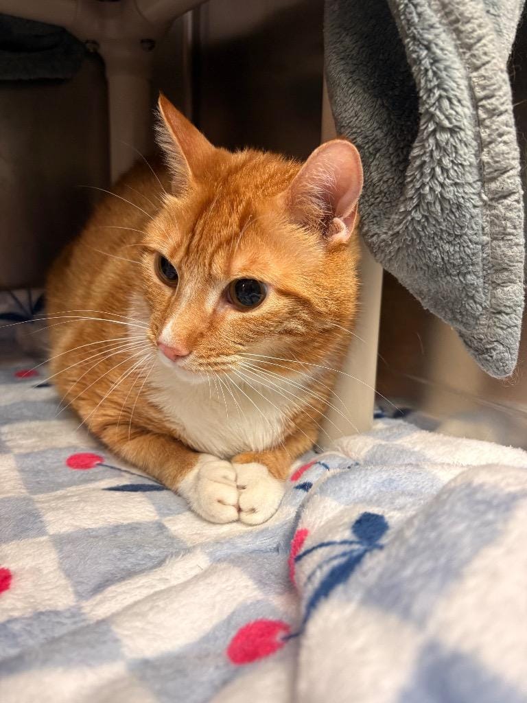 Simba
