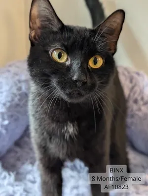 Binx