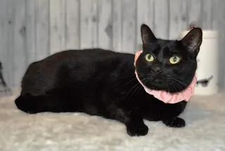 Mieko