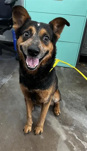 CHICO