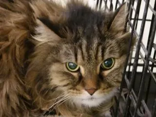 Molly