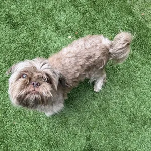Chewy