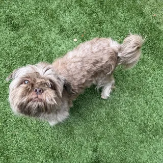 Chewy