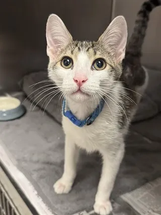 SAM