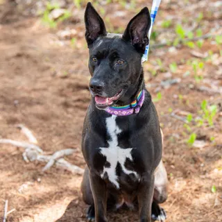 Coco