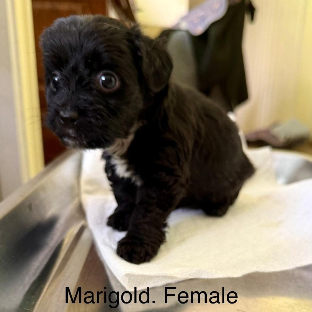 Marigold 22501