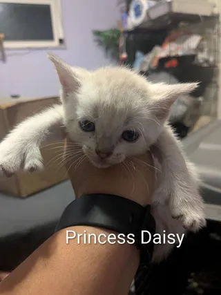 Princess Daisy