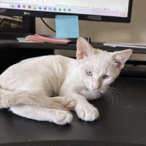 Jax