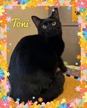 Toni
