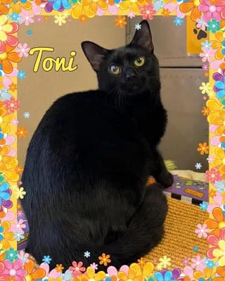 Toni