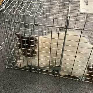 Snowball