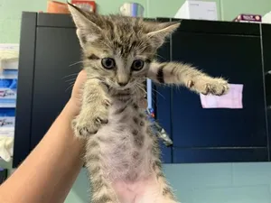 MADAM POUNCE ALOT