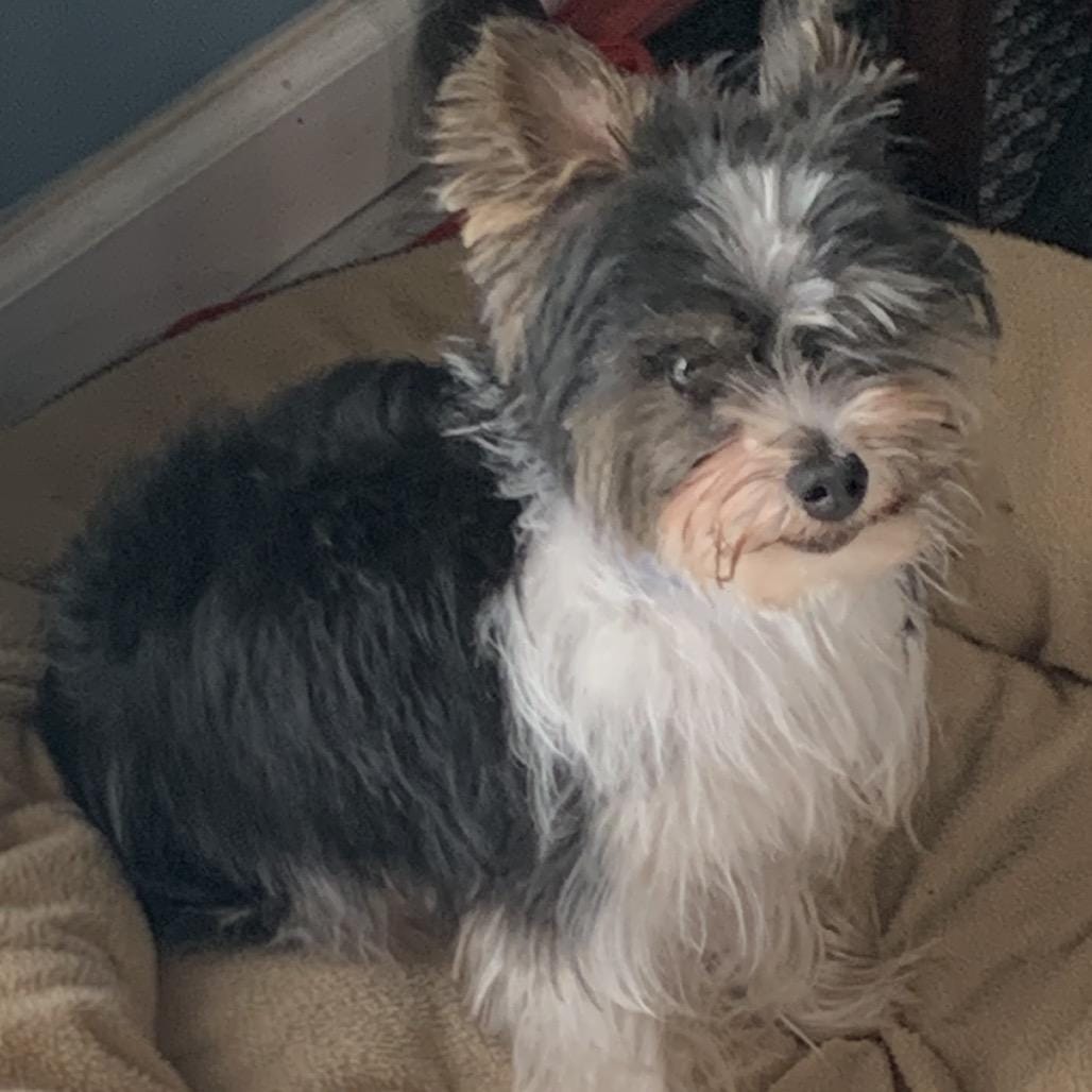Charli Lou
