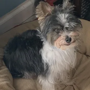 Charli Lou