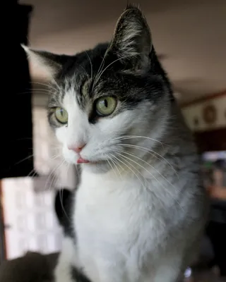 Chunk