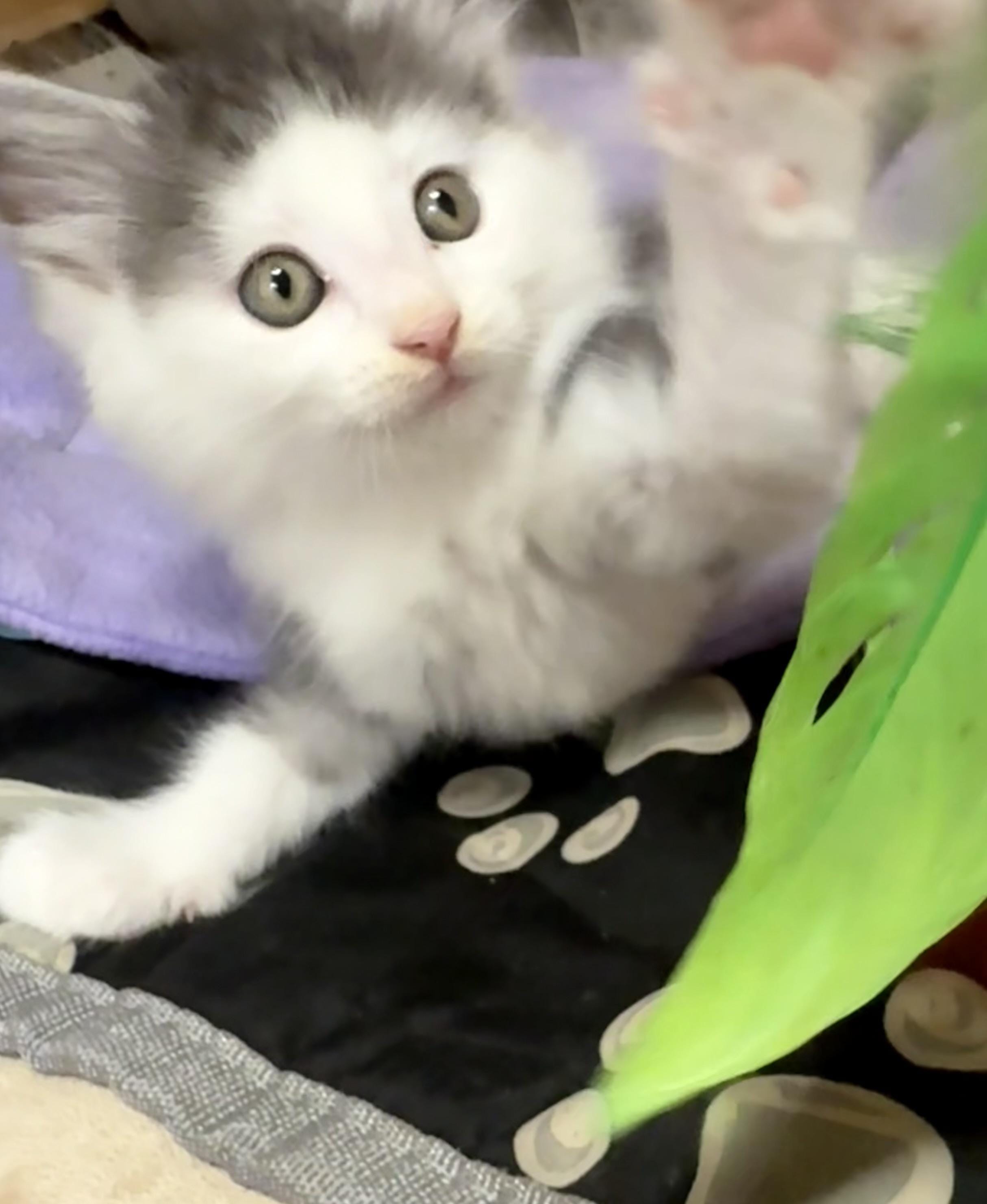 Louis - Sweet and affectionate