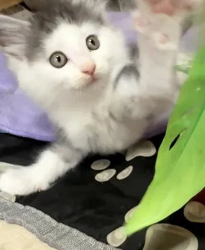 Louis - Sweet and affectionate