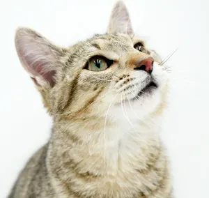 Fox is FANTASTIC - super cutie and super gorgeous - loves his sis Squirrel