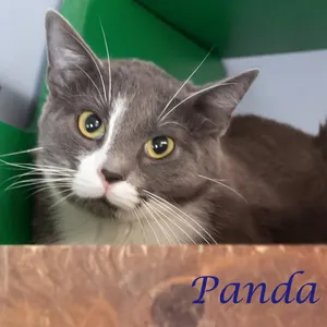 Pumba C26-175