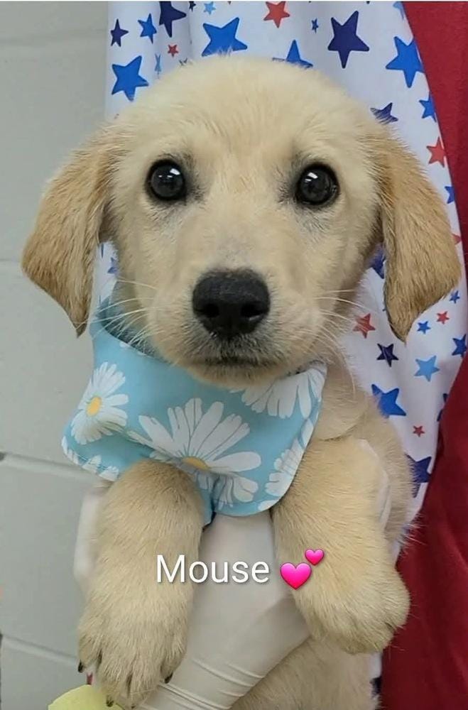 Culliton / Mouse