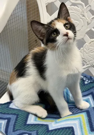 Mara