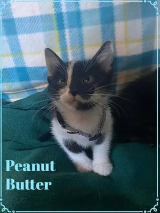 Peanut Butter