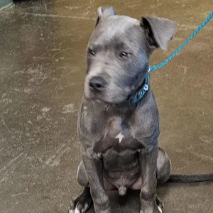 Greyson