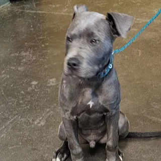 Greyson