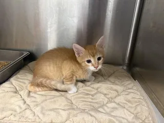 QUESO