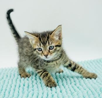 Lexie is so darn sweet and super teeny