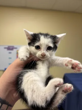 Pantera