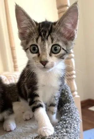 Lola