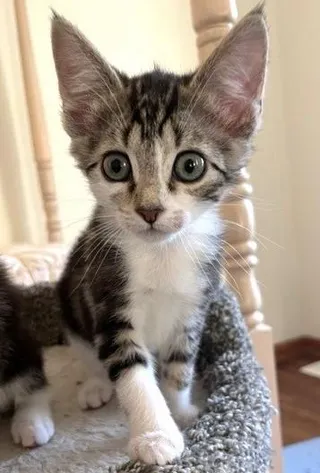 Lola