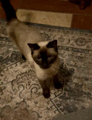 Clementine