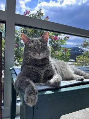 Kaia