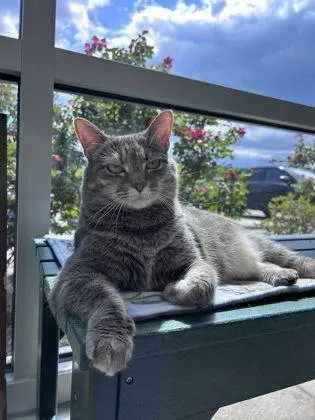 Kaia