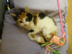Josephine